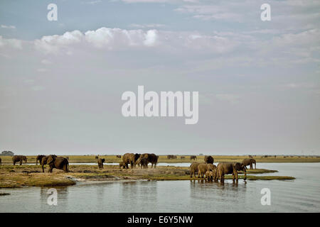 Gli elefanti sulle rive del fiume Chobe, Botswana, Africa Foto Stock