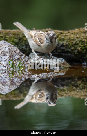 Maschio adulto Eurasian Tree Sparrow (Passer montanus) in corrispondenza del bordo di una piscina Foto Stock