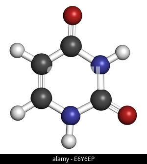 Uracile (U) nucleobase molecola. Presente in acido ribonucleico (RNA). Gli atomi sono rappresentati come sfere con colore convenzionale codi Foto Stock