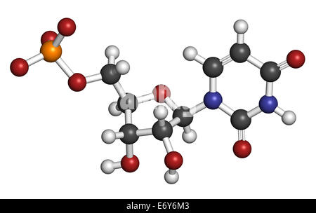 Uridina monofosfato (UMP, acido uridylic) Sequenza nucleotidica molecola. Blocchi di costruzione di RNA. Gli atomi sono rappresentati come sfere con aria cond Foto Stock