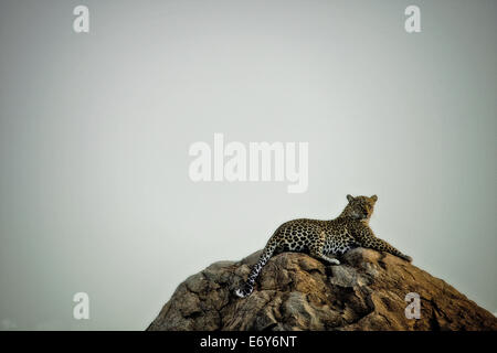 Leopard giacente su una roccia, Sabi Sands Game Reserve, Sud Africa e Africa Foto Stock