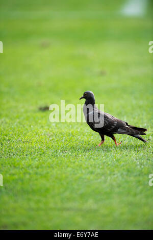 Un piccione, 30 agosto 2014 - Calcio : Italiano 'Serie A' match tra Chievo Verona 0-1 Juventus allo Stadio Marc'Antonio Bentegodi a Verona, Italia. (Foto di Maurizio Borsari/AFLO) Foto Stock