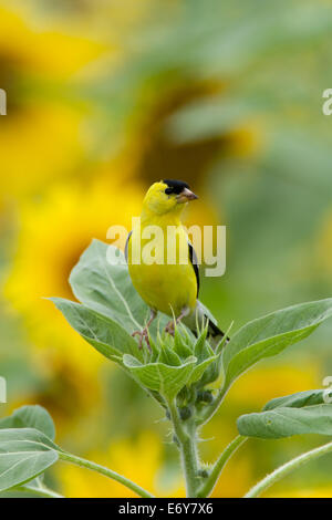 American Goldfinch goldfinches finch arroccato in Girasoli uccelli songbird uccelli songbirds Ornithology Science Nature Wildlife Environment Vertical Foto Stock