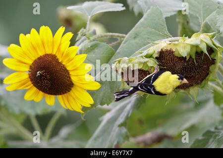 American Goldfinch mangiare semi di girasole perching uccello songbird Ornitologia Scienza natura natura ambiente naturale Foto Stock