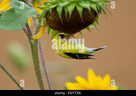 American Goldfinch oro in Girasoli uccello appollaiato uccelli songbird songbirds Ornithology Science Nature Wildlife Environment Foto Stock