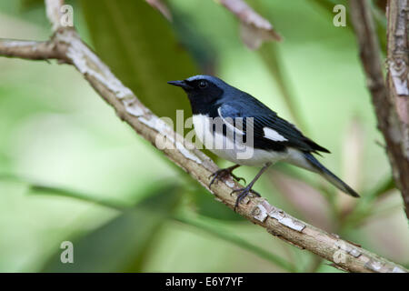 Black Throated blue Warbler in Rhododendron albero che pungendo uccello songbird Ornitologia Scienza natura ambiente naturale Foto Stock