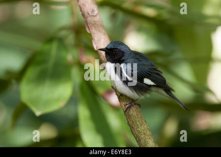 Black Throated blue Warbler in Rhododendron albero che pungendo uccello songbird Ornitologia Scienza natura ambiente naturale Foto Stock