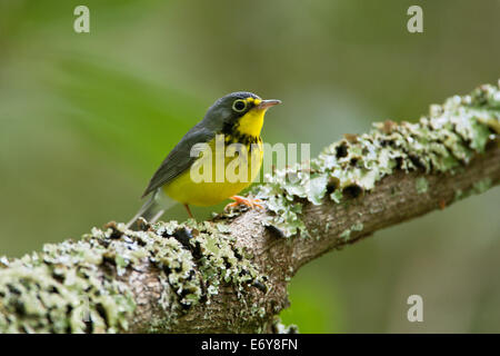 Canada Warber uccello songbird Ornitologia Scienza natura natura ambiente Foto Stock