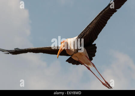 Dipinto di Stork ( Mycteria leucocephala ) Foto Stock