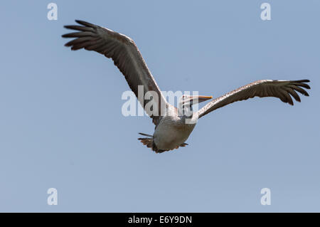 Spot-fatturati pellicano o Pellicano grigio (Pelecanus philippensis) Foto Stock