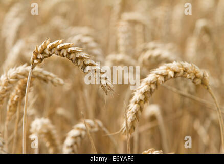 Chiudere l orecchio del grano maturo Foto Stock