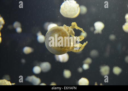 Laguna medusa (Mastigia papua) in Vancouver Aquarium Foto Stock