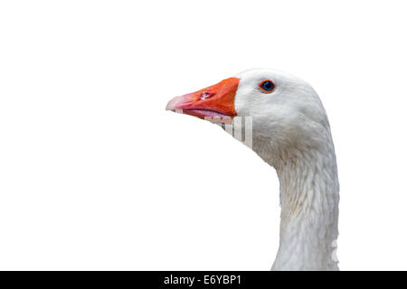 Testa d'oca a chiudere l immagine di una testa d'oca isolati su sfondo bianco Foto Stock