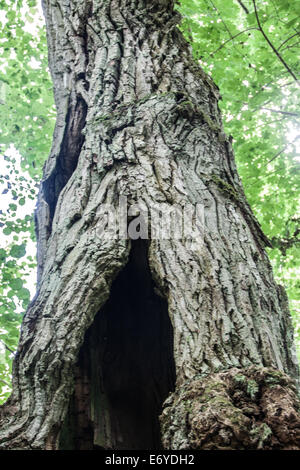 Albero di quercia cava Foto Stock