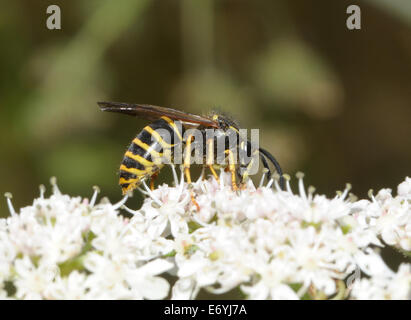 Un lavoratore median wasp (Dolichovespula media) foraggio su una mucca prezzemolo (Anthriscus sylvestris) fiore di testa. Bedgebury Forest, Kent, Regno Unito. Foto Stock