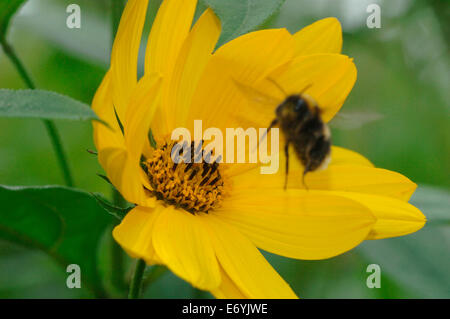 Un Buff-Tailed Bumble Bee volare lontano da un Helianthus fiore. Foto Stock