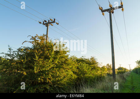 Il sovraccarico dei cavi di potenza sulla utilità di legno poli di distribuzione di energia elettrica attraverso la campagna, Nottinghamshire, England, Regno Unito Foto Stock