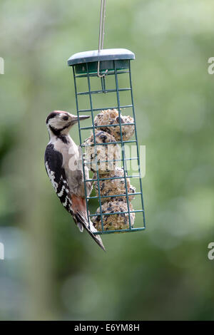 Un bambino Picchio rosso maggiore alimentazione sulle palle di grasso in un giardino di Cambridge, Inghilterra, Regno Unito. Foto Stock