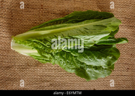 Romaine o Le lattughe romane Foto Stock