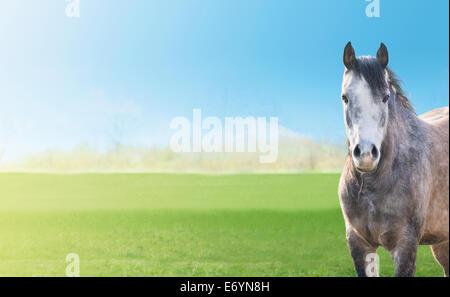 Grigio a cavallo su uno sfondo verde primavera pascoli, cielo blu, banner Foto Stock