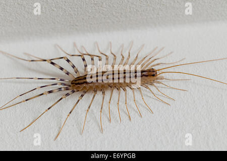 Casa (centipede La scutigera) - USA Foto Stock