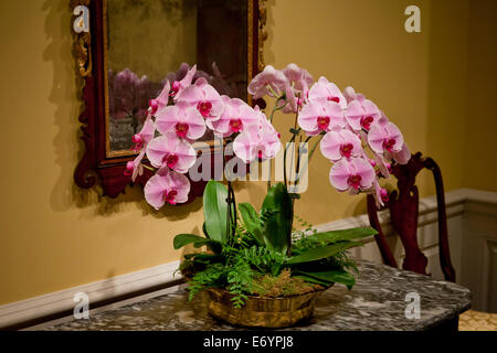 Piante di orchidee in vaso e fiori esposti su tavola laterale vintage - STATI UNITI Foto Stock