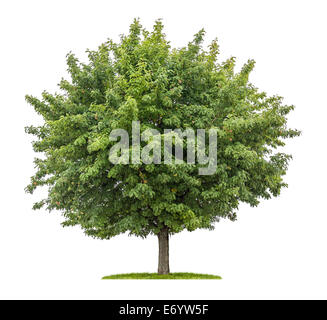 Servizio isolato albero con frutti su sfondo bianco Foto Stock