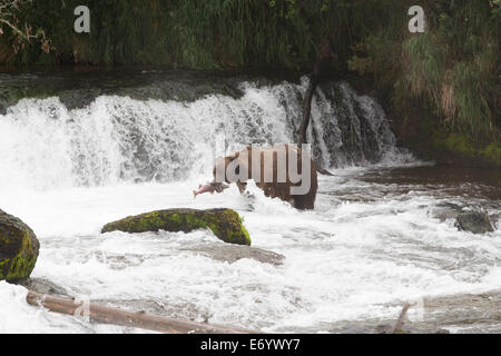 Stati Uniti d'America, Alaska Katmai National Park, Brooks Falls, Orso grizzly (latino: Ursus arctos) Foto Stock