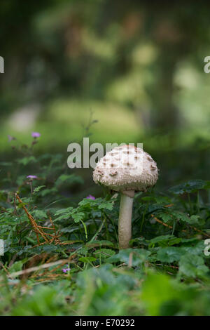 Macrolepiota procera. Ombrellone fungo nella campagna inglese Foto Stock