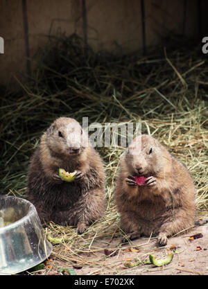 Due nero-tailed i cani della prateria (Cynomys ludovicianus) mangiare frutta. Foto Stock