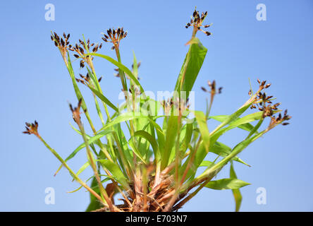 Hairy legno-rush (Luzula pilosa) Foto Stock