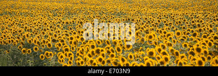 Vista panoramica del campo di girasole, Volterra, Toscana, Italia Foto Stock