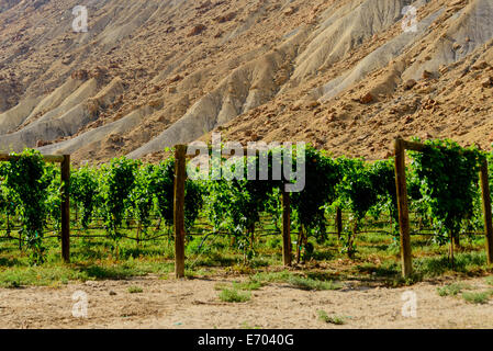 Vino verde maturazione delle uve sulla pianta nella fresca aria di montagna Foto Stock