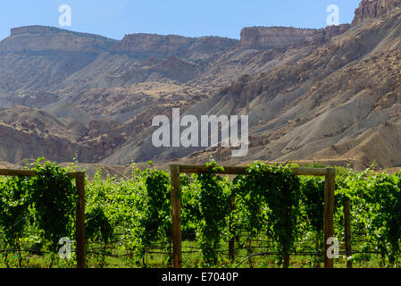 Vino verde maturazione delle uve sulla pianta nella fresca aria di montagna Foto Stock