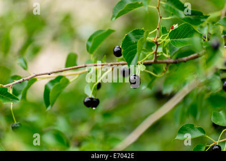 Mirtilli selvatici maturazione sulla vite esterna Foto Stock