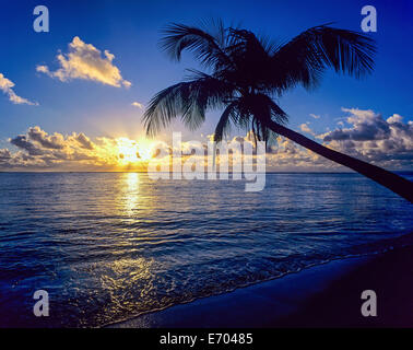 Tramonto sul Mar dei Caraibi e il palm tree, Guadalupa, French West Indies Foto Stock