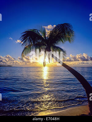 Tramonto sul Mar dei Caraibi e il palm tree, Guadalupa, French West Indies Foto Stock