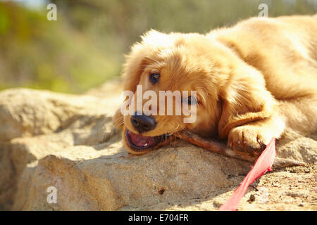 Il Labrador cucciolo giacente su roccia, masticare stick Foto Stock