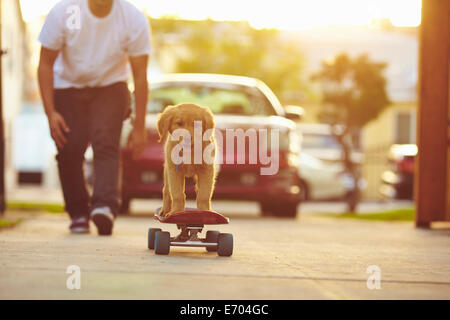 Il Labrador cucciolo su skateboard, proprietario in seguito dietro Foto Stock