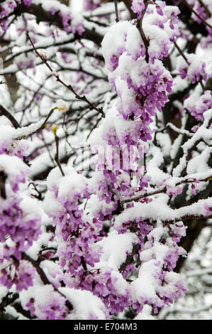 Neve su una fioritura Red Bud albero da una tarda primavera storm Foto Stock