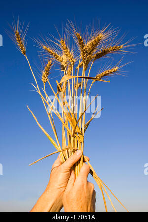 Chiusura del maschio maturo mani tenendo alto mucchio di grano stagionato Foto Stock