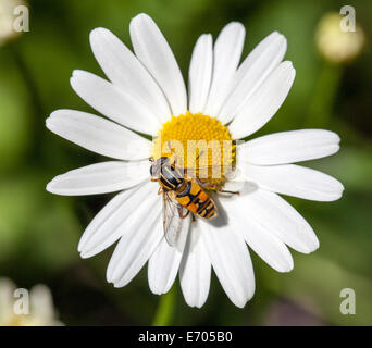 Un hoverfly o fiore fly chiamato Sun Fly (Helophilus pendulus) su un occhio di bue Daisy (Leucanthemum vulgare) Foto Stock