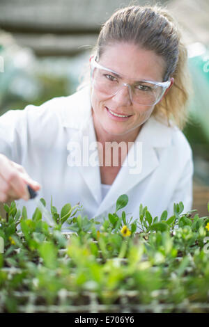 Ritratto di donna scienziato il pipettaggio di liquidi sul campione di piante in polytunnel Foto Stock