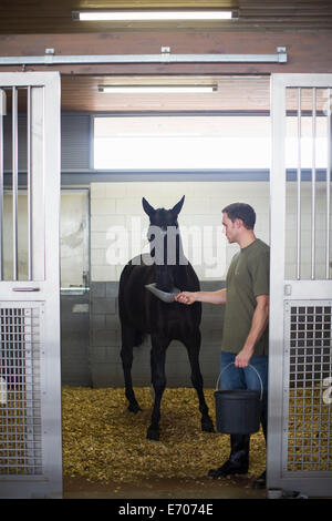 Maschio di alimentazione stablehands cavallo nero in maneggio Foto Stock