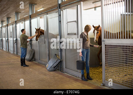 Alimentazione Stablehands i cavalli in maneggio Foto Stock