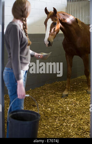 Femmina di alimentazione stablehand cavallo in maneggio Foto Stock