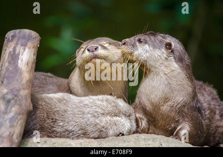 Una coppia di Oriental Short-Clawed lontre kissing Foto Stock