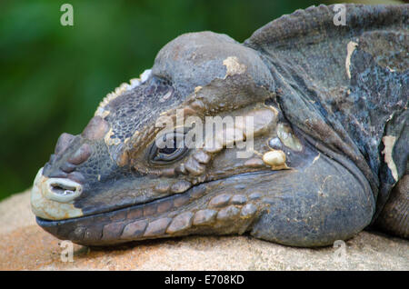 Rhinoceros iguana in appoggio su di una roccia Foto Stock