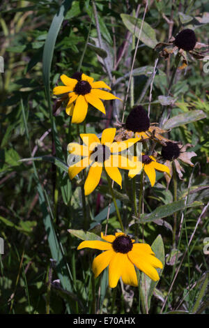 Black-Eyed Susan che cresce in una patch di fiori selvaggi. Foto Stock