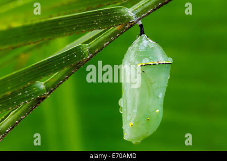 Farfalla monarca, Danaus plexippus, pupa con gocce di rugiada appesa a un ramo. Foto Stock